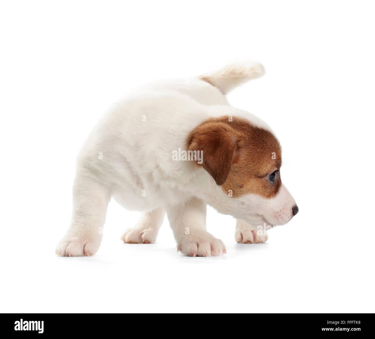 Jack Russell Terrier Welpe isoliert auf weißem Hintergrund. Stockfoto