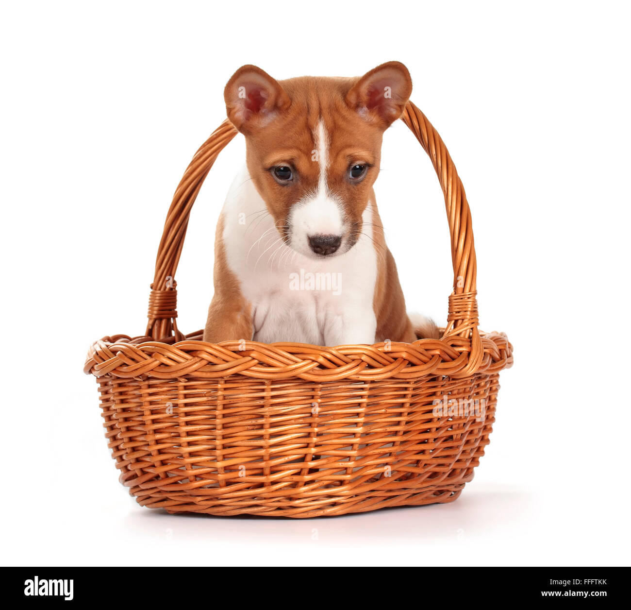 Entzückende Basenji Welpen in einem Korb isoliert auf weißem Hintergrund. Vorderansicht, sitzen, blickte. Stockfoto