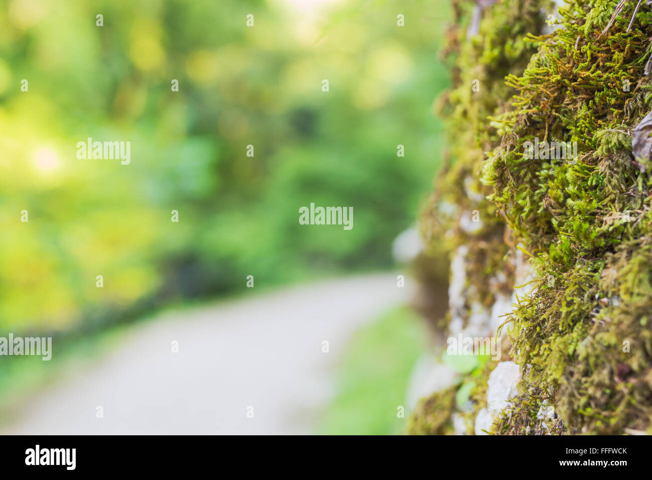 Natürlichen Hintergrund, Wald, neue Athos, Abchasien (Georgien) Stockfoto