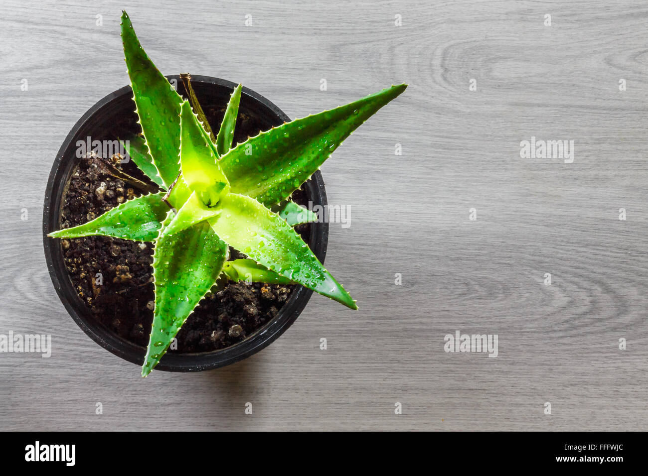 Draufsicht der Aloe Vera in Blumentopf auf hölzernen Hintergrund mit Textfreiraum Stockfoto