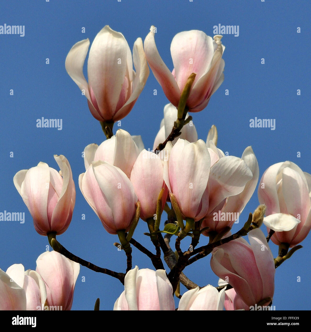 Magnolie Im Sommer