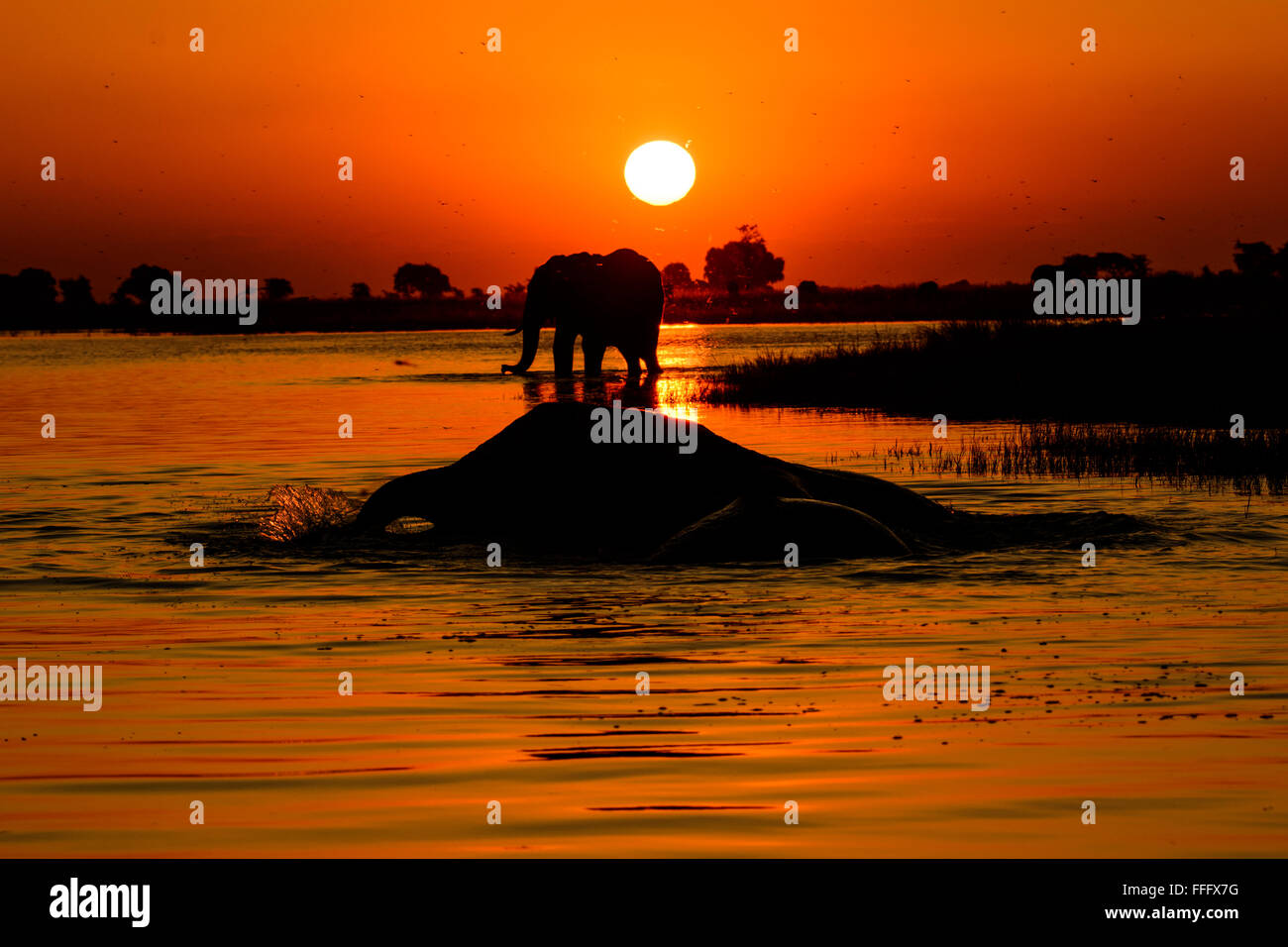 Silhouette Elefanten im Chobe Fluss Sonnenuntergang Stockfoto