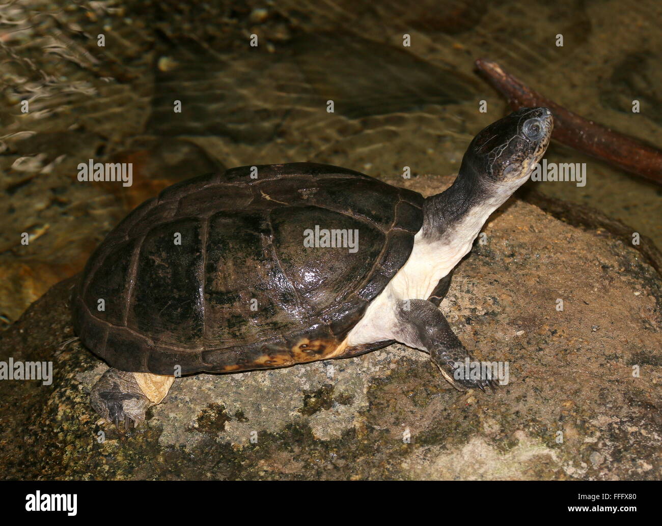 Afrikanische Seitenhalsschildkrote Stockfotos Und Bilder Kaufen Alamy
