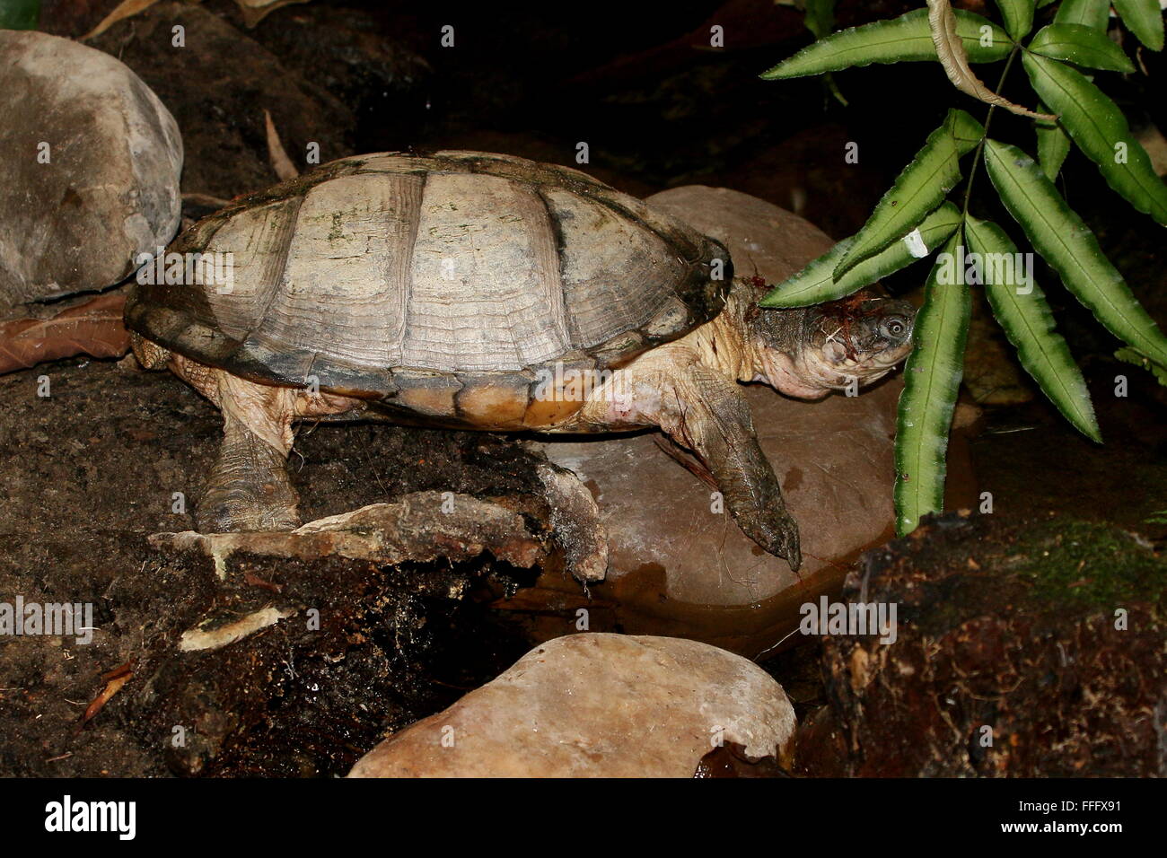 Afrikanische Seitenhalsschildkrote Stockfotos Und Bilder Kaufen Alamy