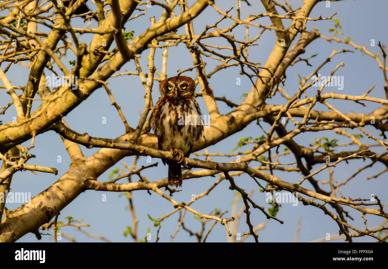 Perle entdeckt Owlet in einem Baum Stockfoto