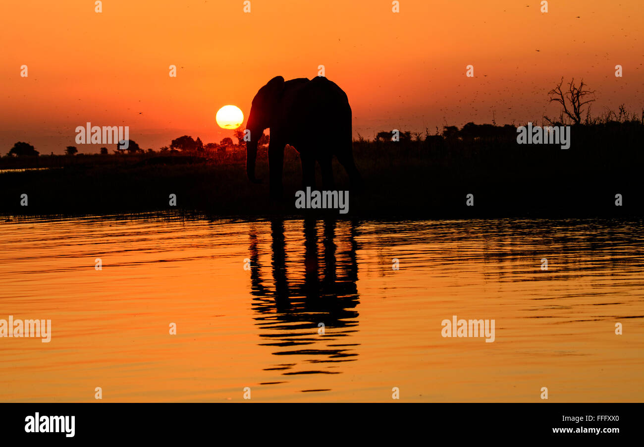 Silhouette afrikanischen Elefanten und ihre Reflexion in einer afrikanischen Safari-Sonnenuntergang Stockfoto