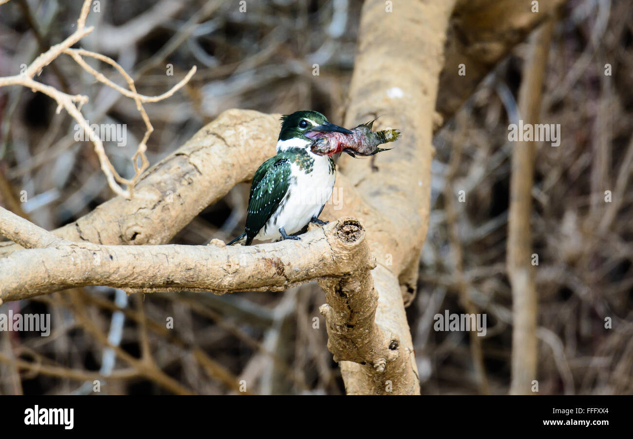 Grün-Eisvogel mit Abendmahl Stockfoto