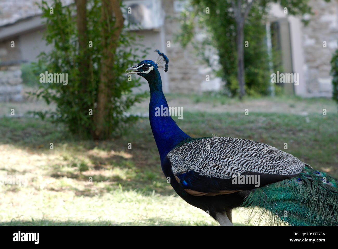 ein Pfau Stockfoto