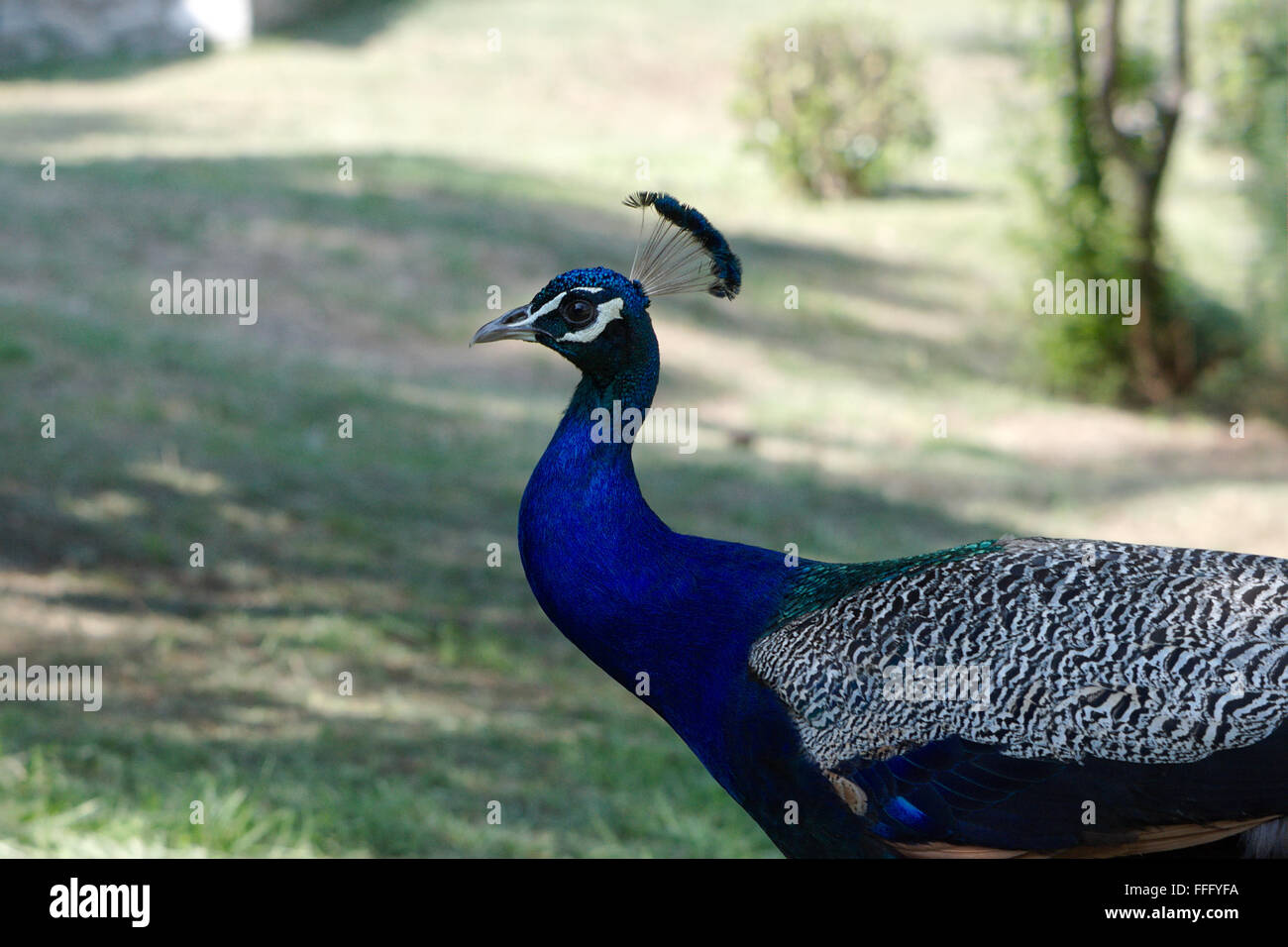 ein Pfau Stockfoto