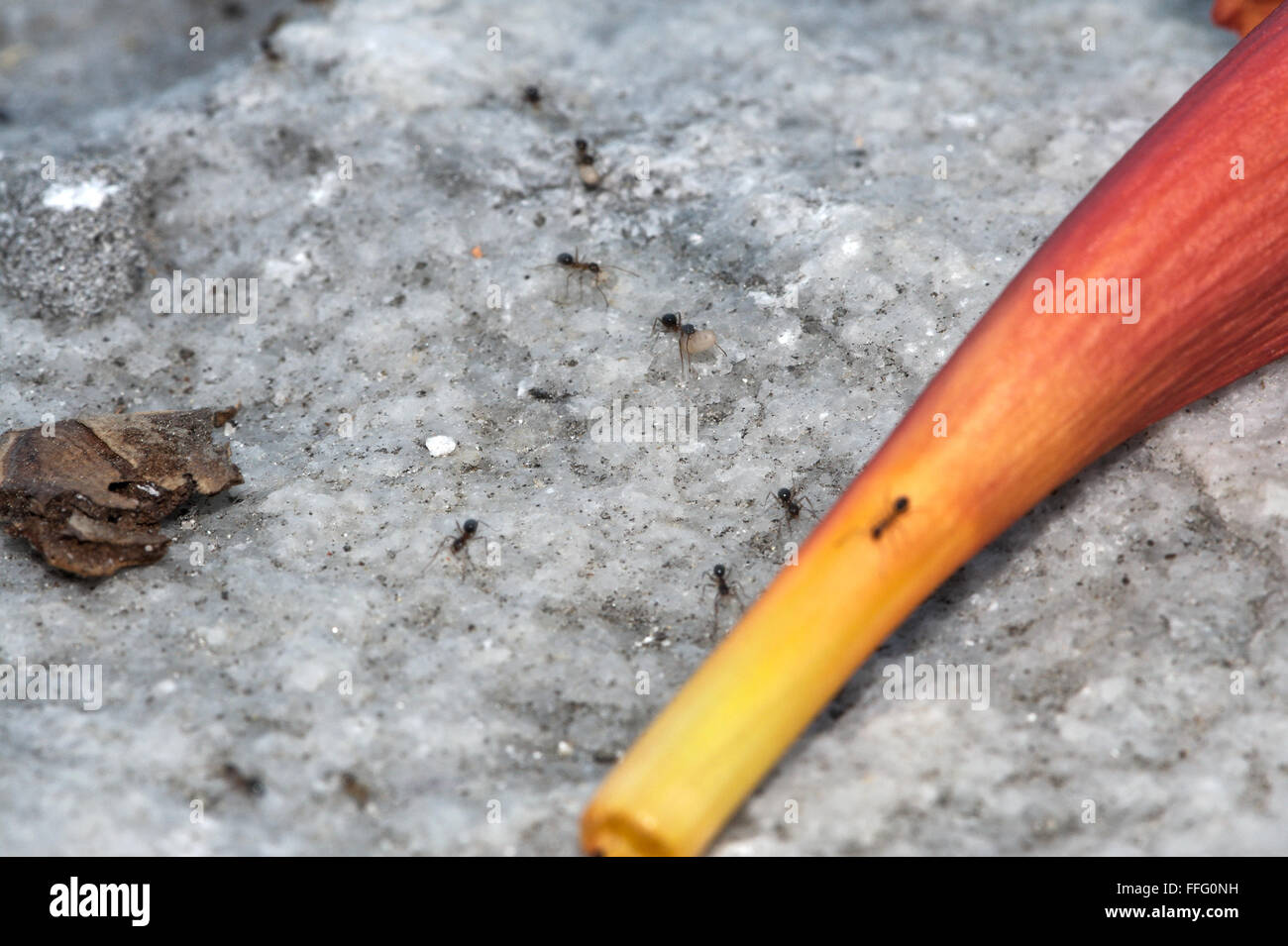 ein Ant-Trail Stockfoto