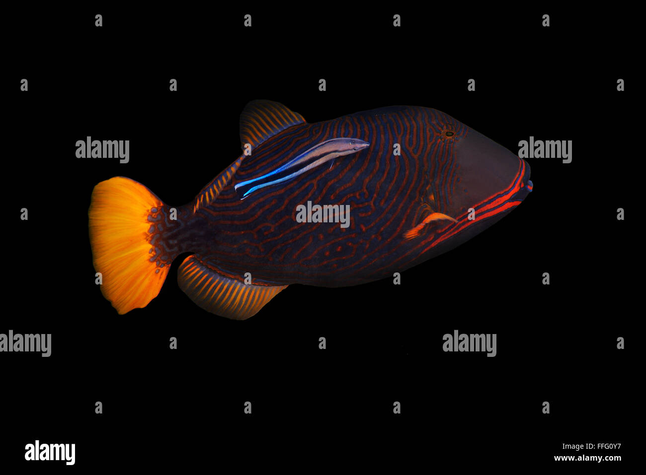 31. Januar 2016 - Orange gesäumten Drückerfisch, Orange gestreift, Drückerfisch oder Orangestripe-Drückerfisch (Balistapus Undulatus) und Bluestreak Reinigungsmittel Wrasse (Labroides Dimidiatus) Indischer Ozean, Hikkaduwa, Sri Lanka, Südasien © Andrey Nekrassow/ZUMA Wire/ZUMAPRESS.com/Alamy Live-Nachrichten Stockfoto