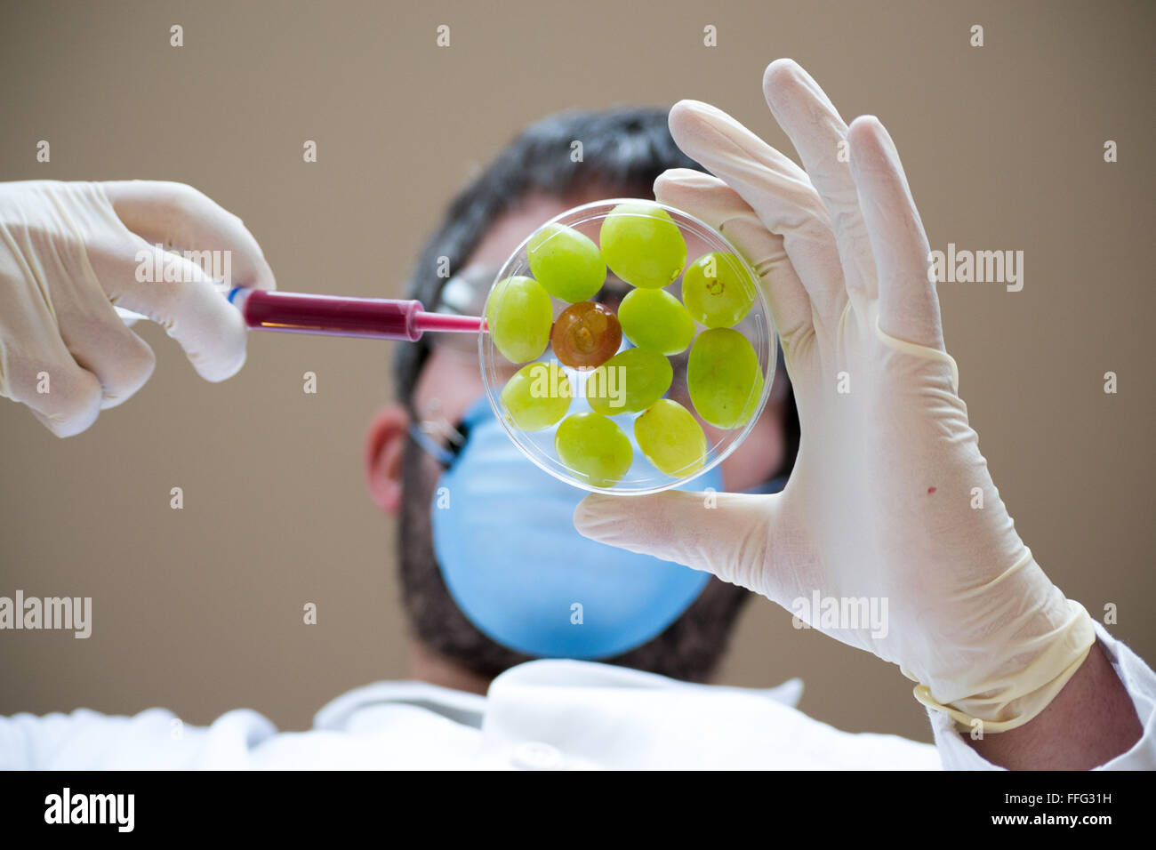 GVO sind lebende Organismen, deren genetisches Material verändert worden, um einige Eigenschaften gegenüber anderen zu verbessern Stockfoto