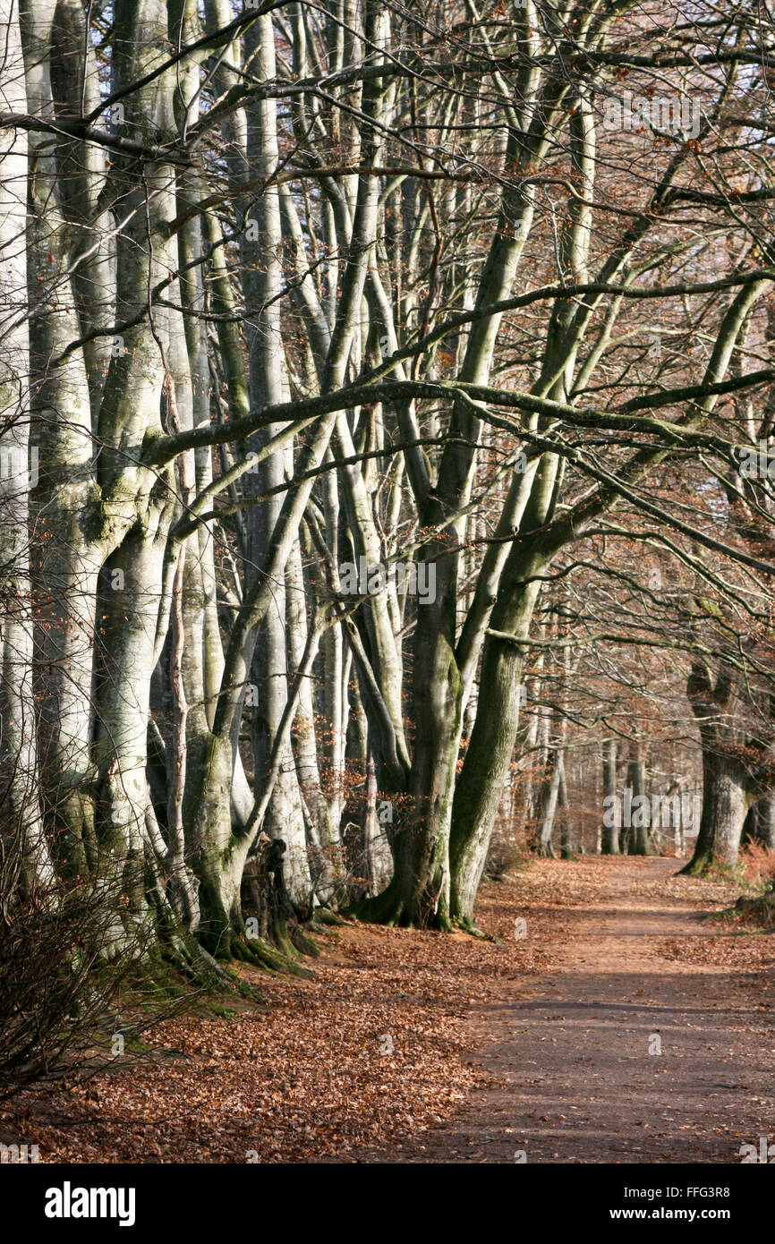 Wanderweg durch die herbstlichen Wälder Stockfoto