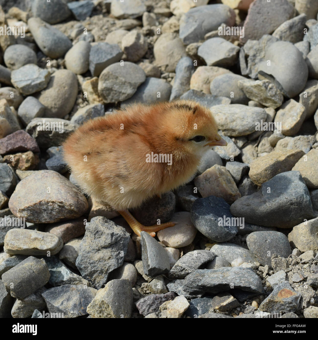 Rote tägliche Huhn. Die Wartung von Geflügel in persönliche Tochtergesellschaft Farm. Stockfoto