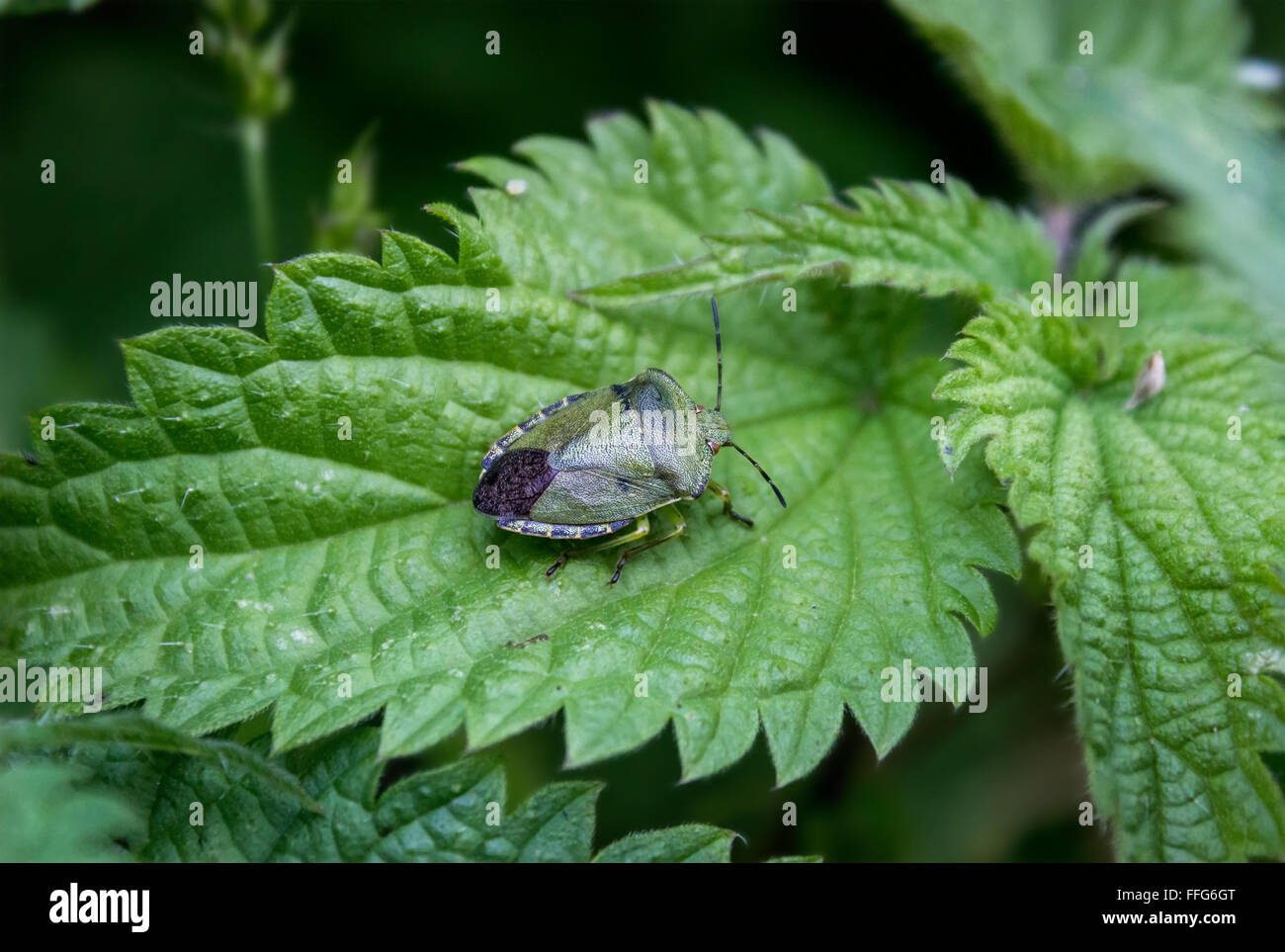 Verteidiger von hell-grün Stockfoto