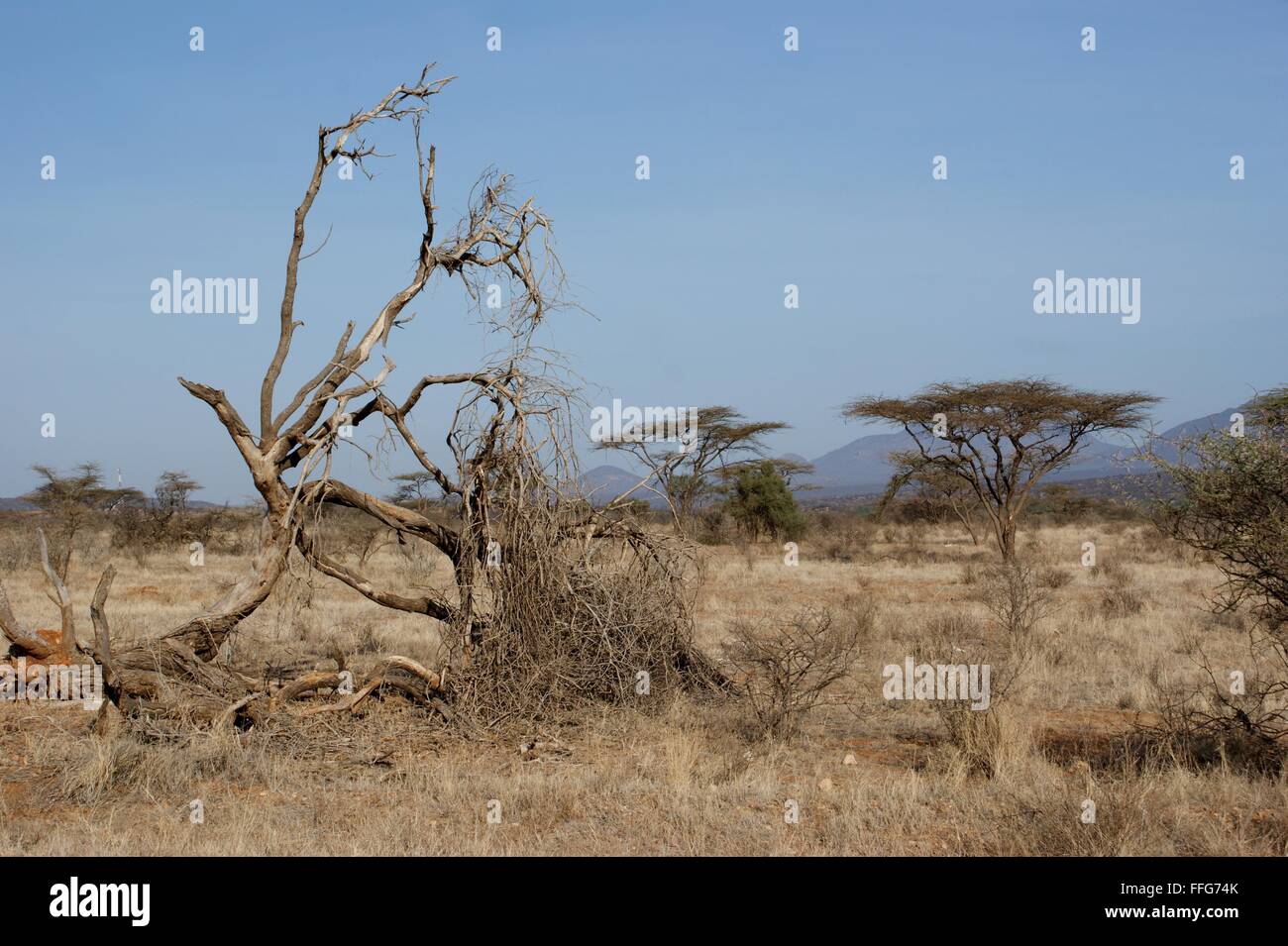 Afrikanische Landschaft. Afrika. Kenia. Samburu Nationalpark. Stockfoto