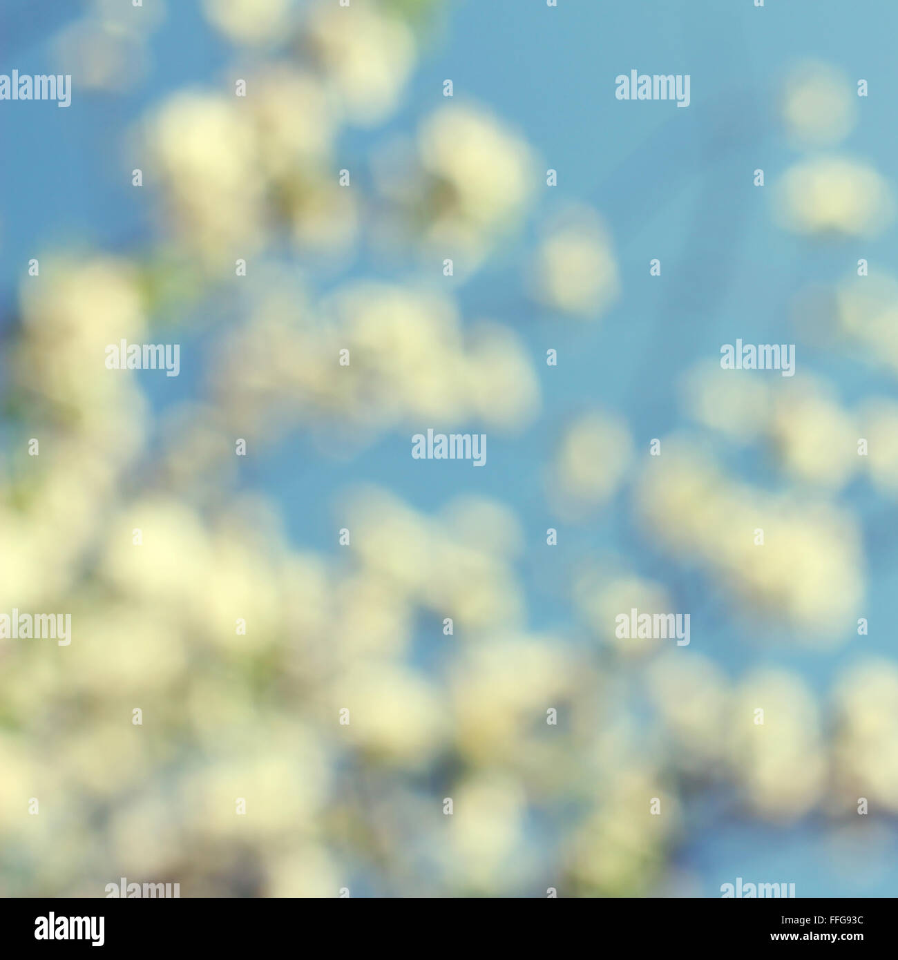 Abstrakt Frühlings-Hintergrund mit Kirsche blüht Stockfoto