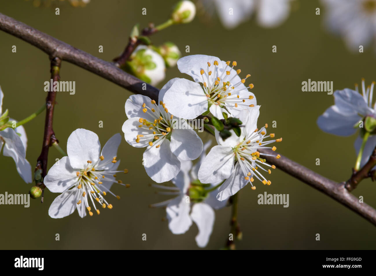 Schlehe Prunus Spinosa blühen im Frühjahr vor grünem Hintergrund verschwommen Stockfoto