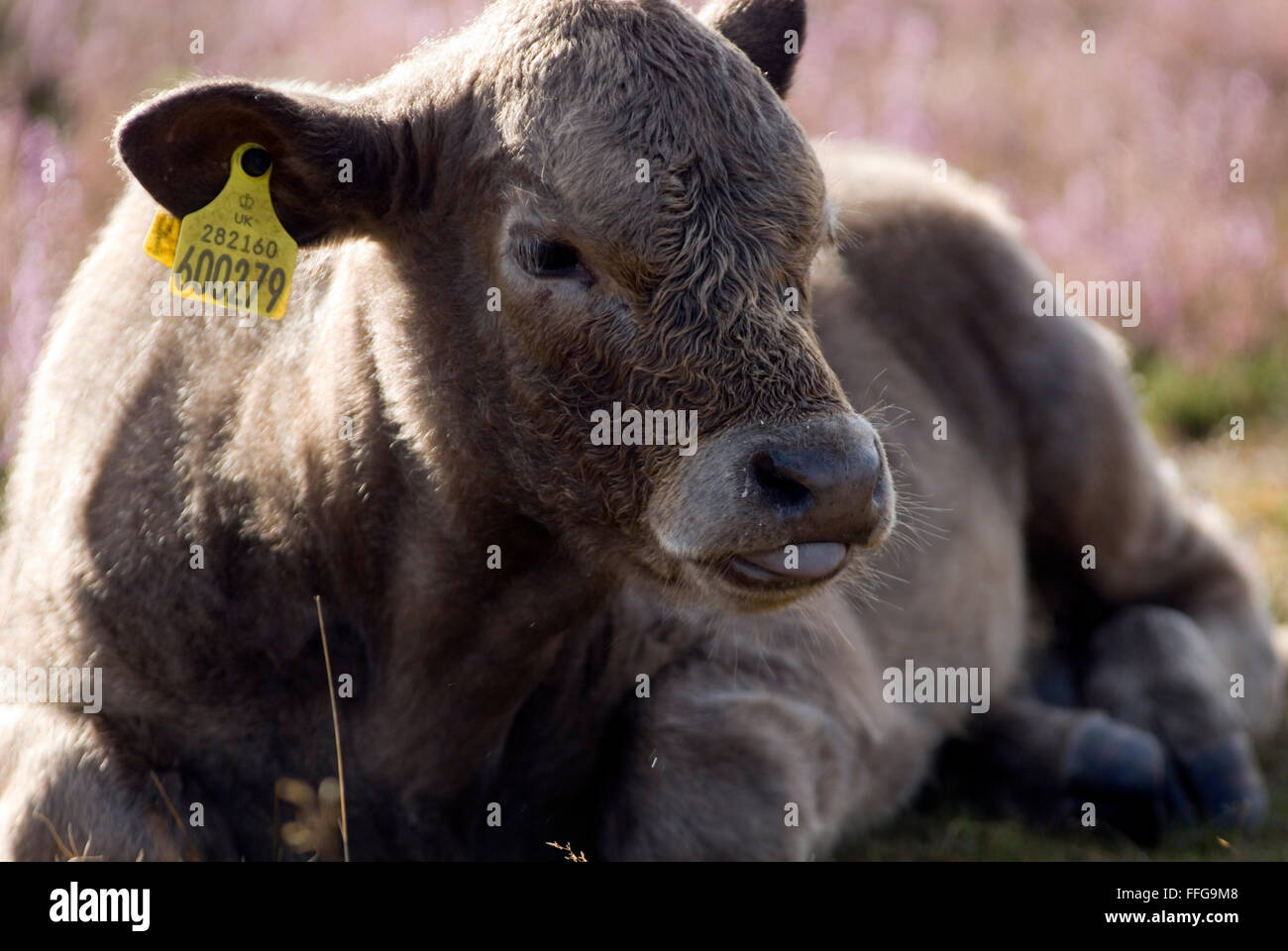 Kühe im New Forest, Dorset, Großbritannien, Europa Stockfoto