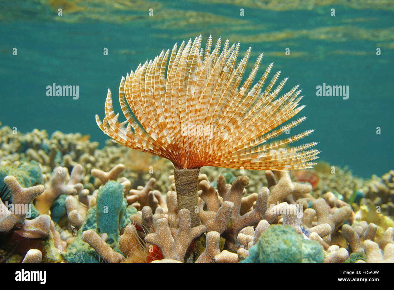Herrliche Staubwedel Marine Wurm, Sabellastarte Magnifica, Unterwasser an seichten Korallenriff, Karibik Stockfoto