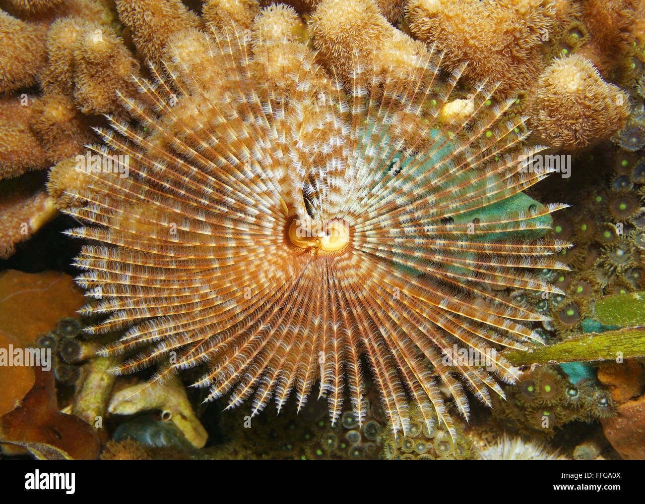 Marine Unterwasserwelt, herrliche Staubwedel Wurm, Sabellastarte Magnifica, Karibik Stockfoto