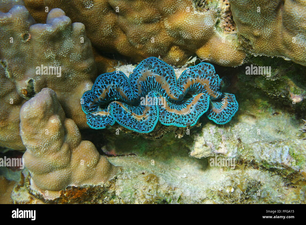 Marine Unterwasserwelt, zweischalige Molluske Maxima Clam, Tridacna Maxima, Pazifik, Französisch-Polynesien Stockfoto