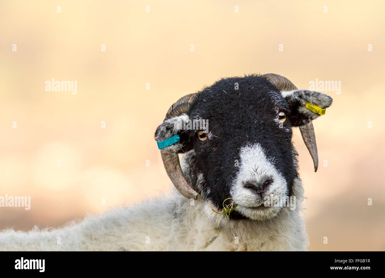 Blackface Schafe kauen grass, Blick in die Kamera, Yorkshire, England Stockfoto