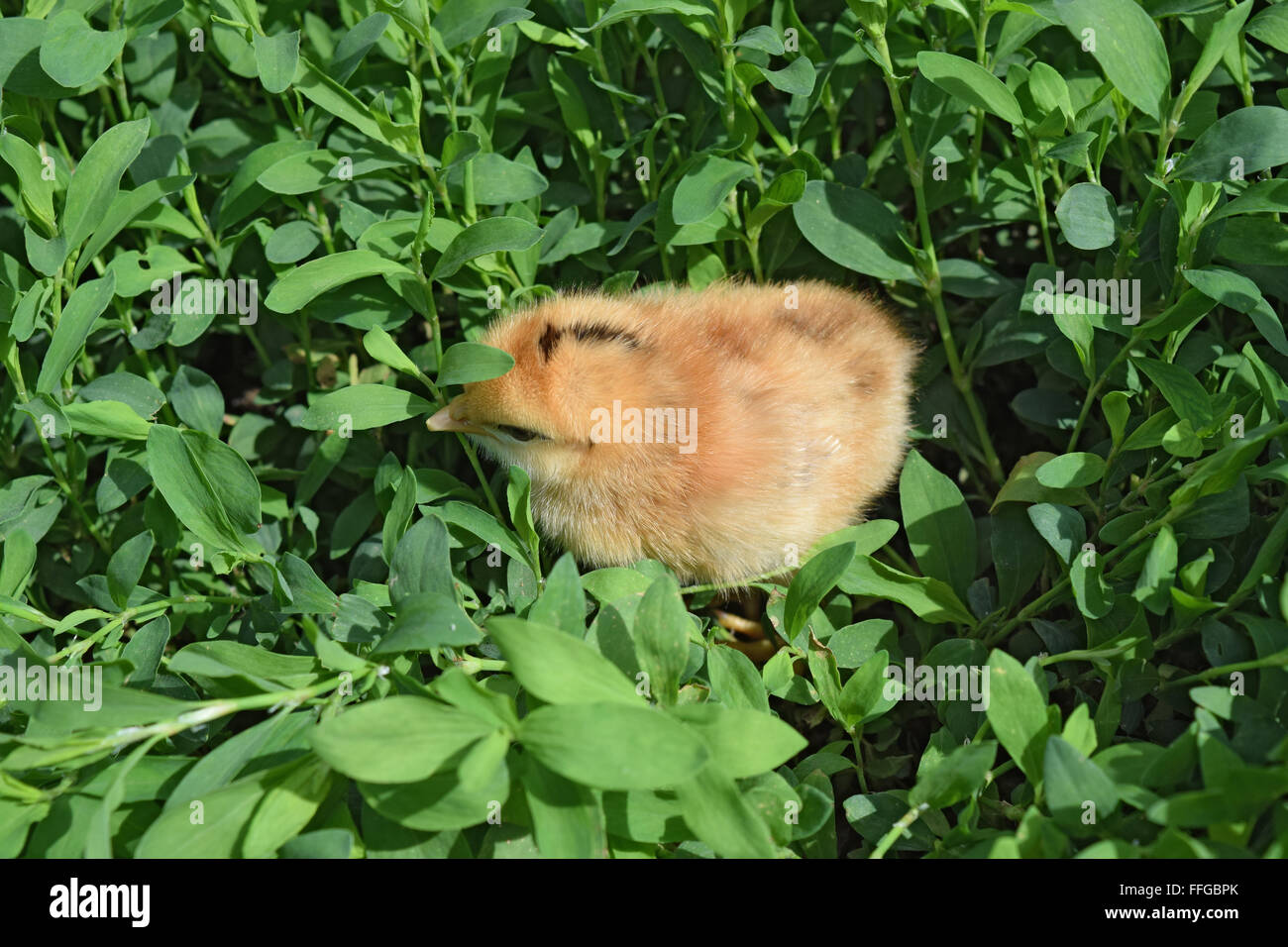 Rote tägliche Huhn. Die Wartung von Geflügel in persönliche Tochtergesellschaft Farm. Stockfoto