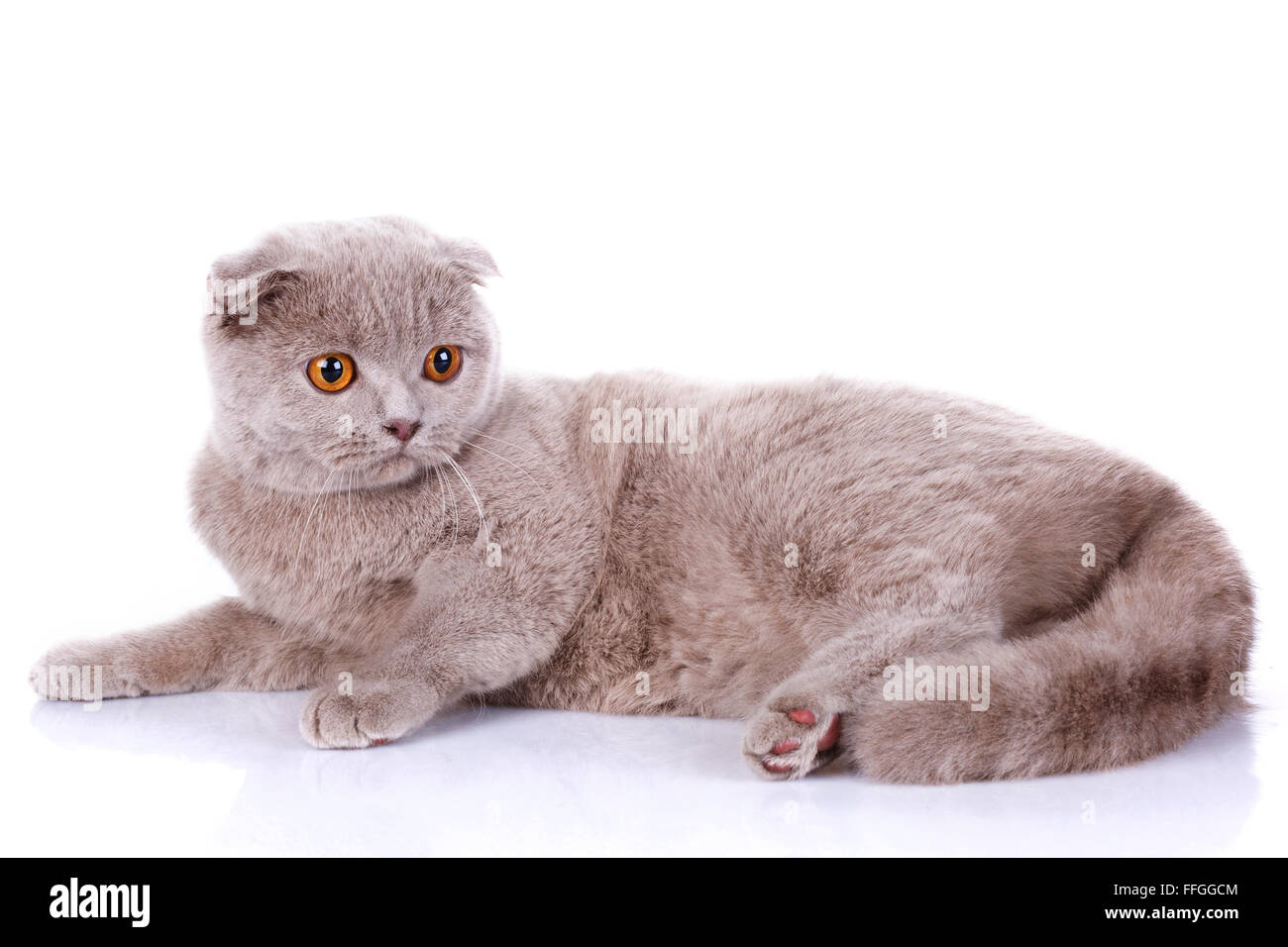 Scottish fold Katze grau auf weißem Hintergrund Stockfoto