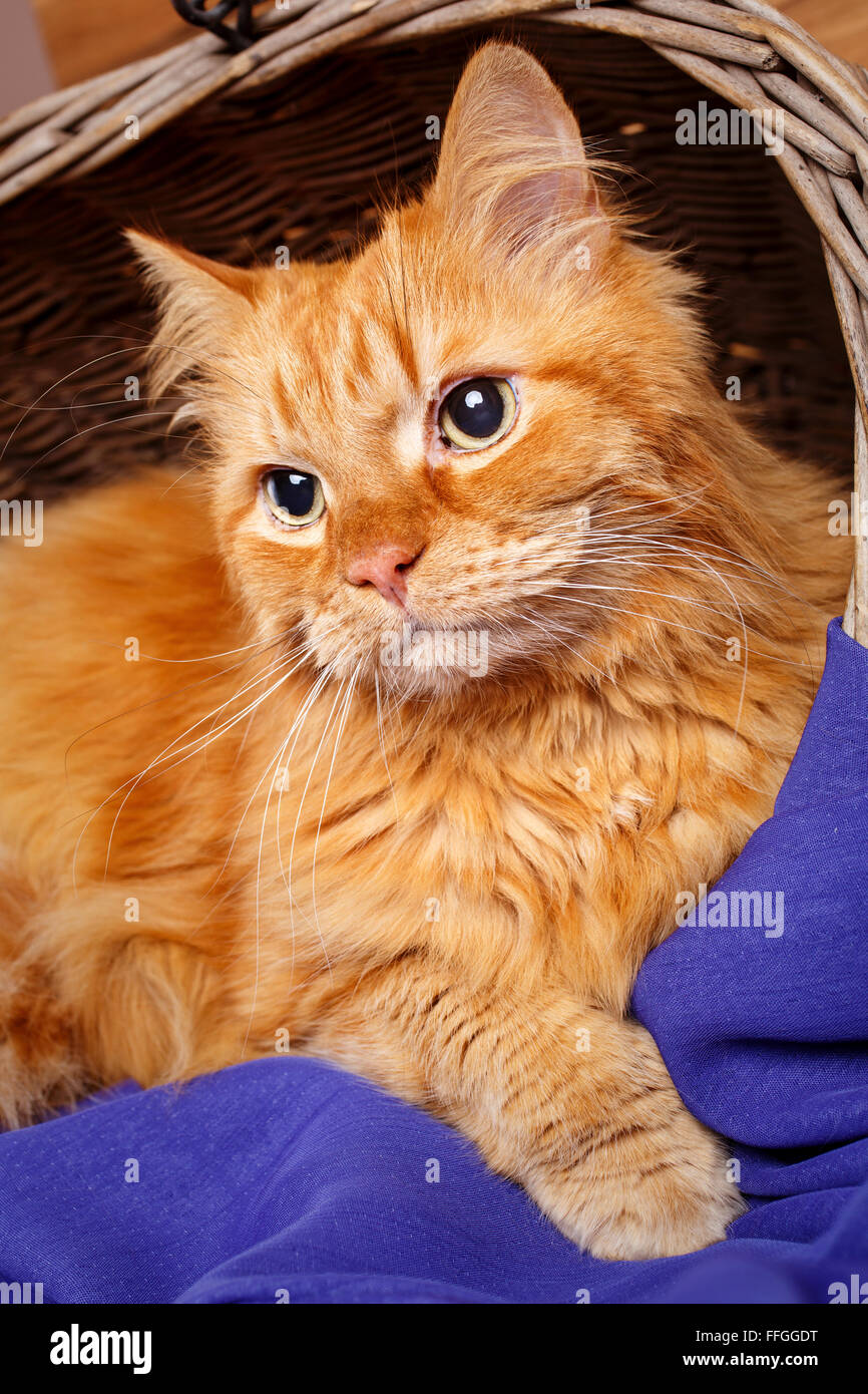 schöne rothaarige Raubkatze hautnah Stockfoto