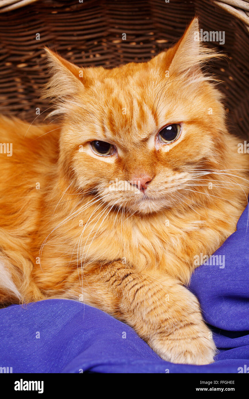 schöne rothaarige Raubkatze hautnah Stockfoto