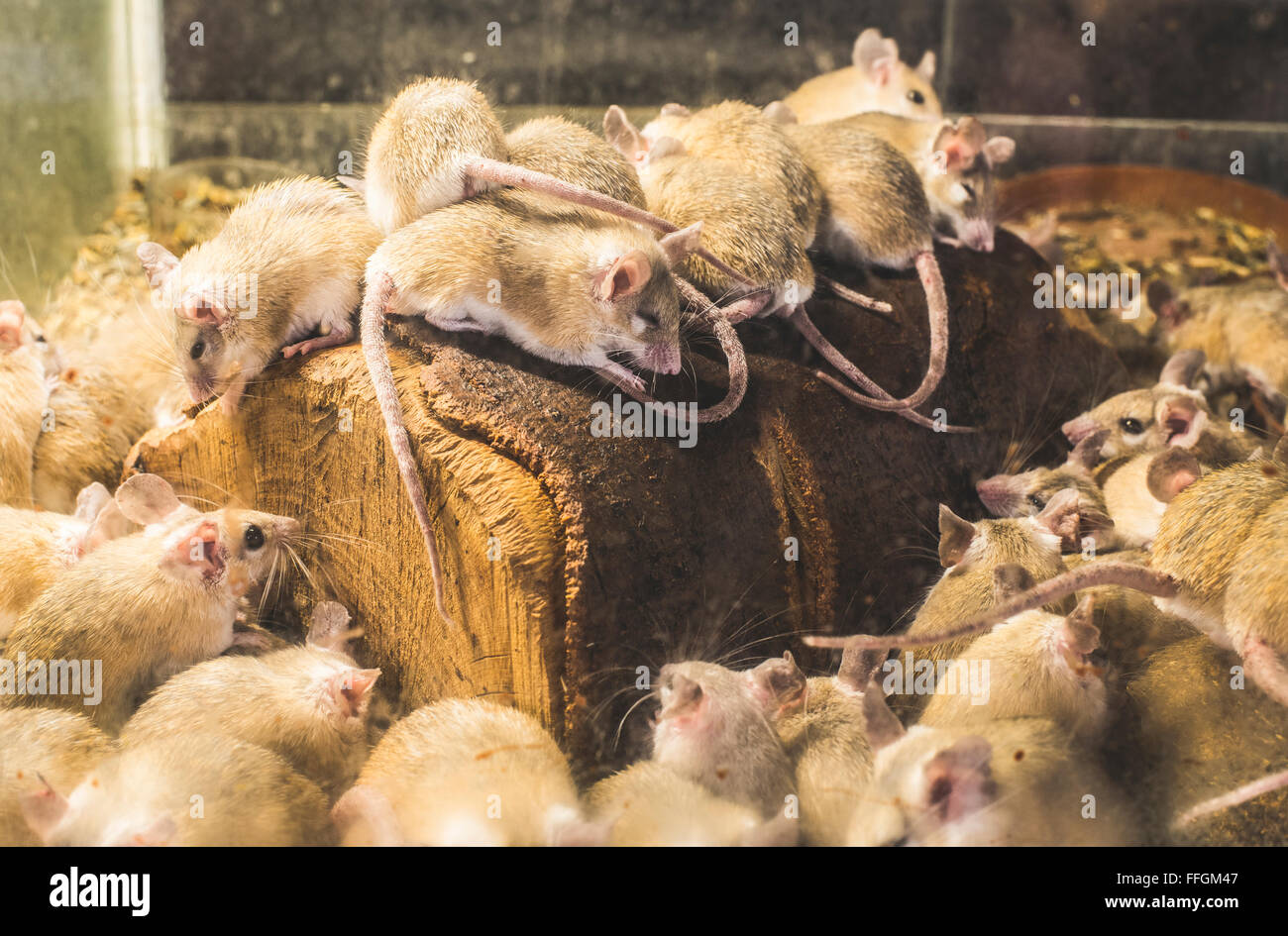 Ratten auf Holz in Zelle. Viele Ratten Stockfoto