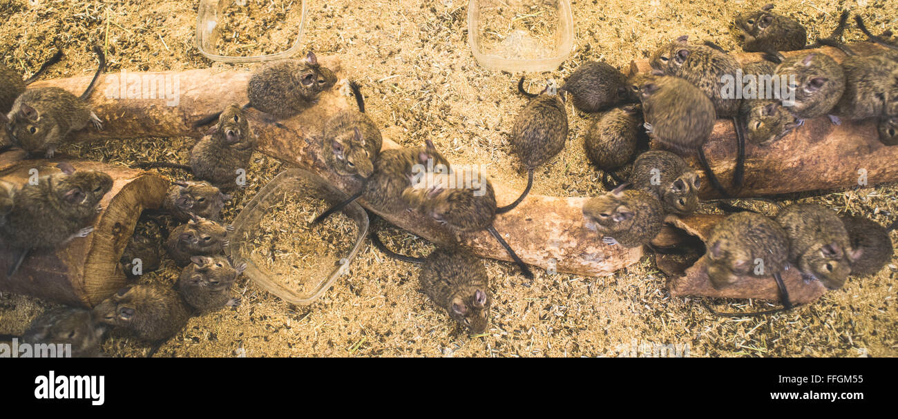 Ratten auf Holz in Zelle. Viele Ratten Stockfoto