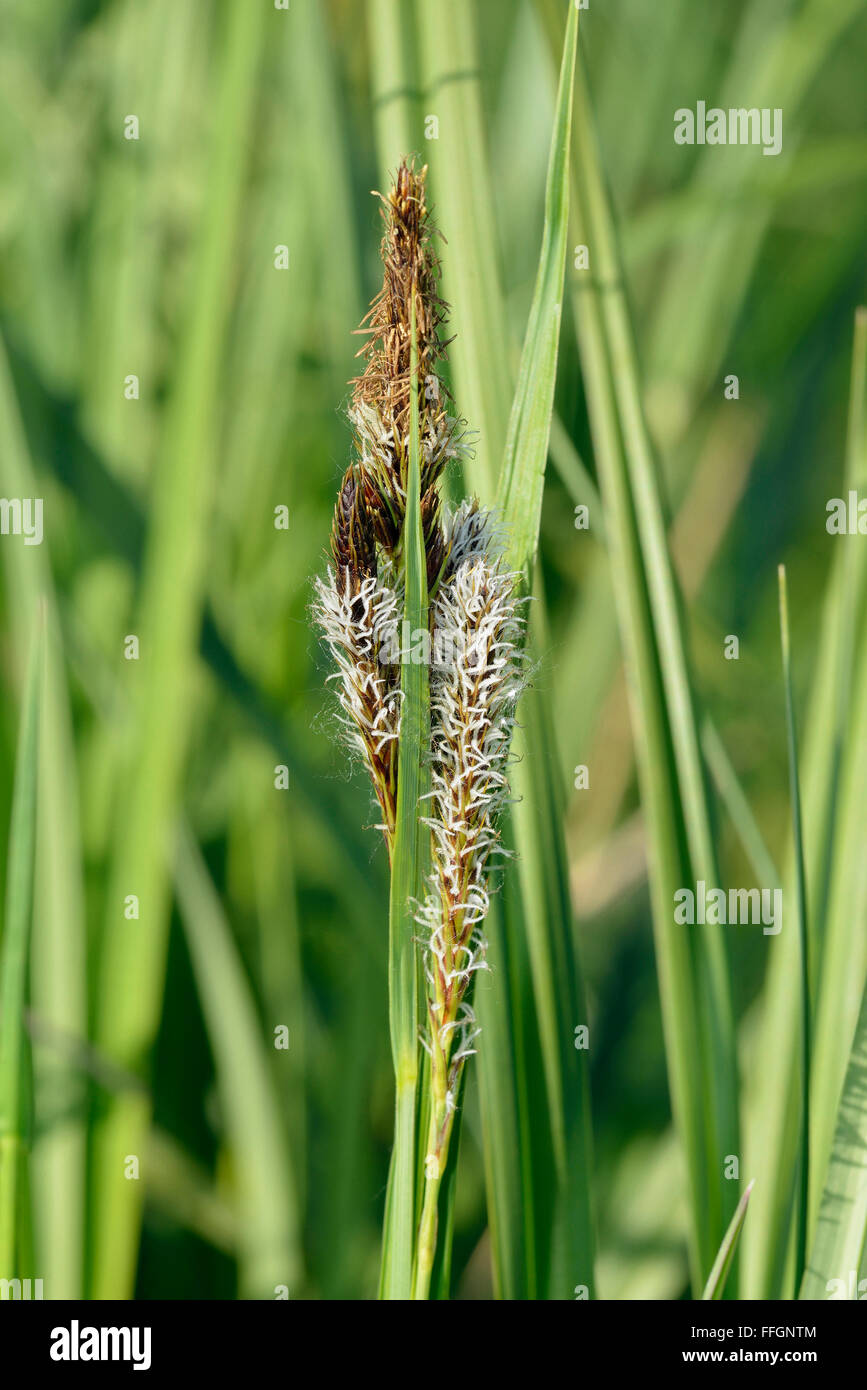 Größerer Teich Segge - Carex Riparia nasse Wiese Segge Stockfoto