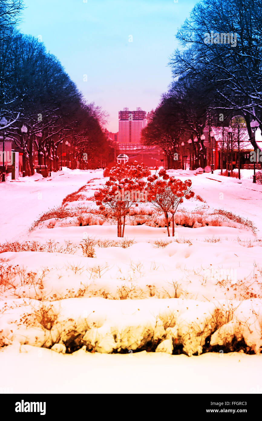 Wunderschönen Winterwald beschneit mit einem farbigen Hintergrund Stockfoto