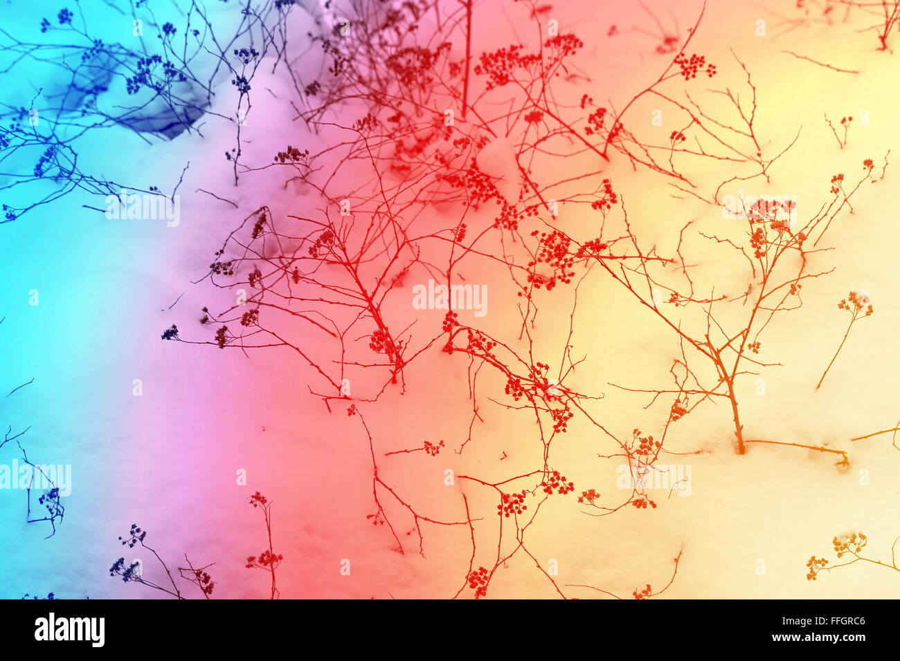 Wunderschönen Winterwald beschneit mit einem farbigen Hintergrund Stockfoto