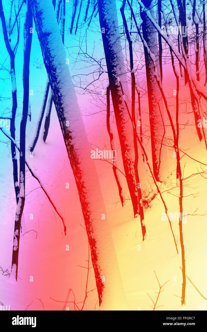 Wunderschönen Winterwald beschneit mit einem farbigen Hintergrund Stockfoto
