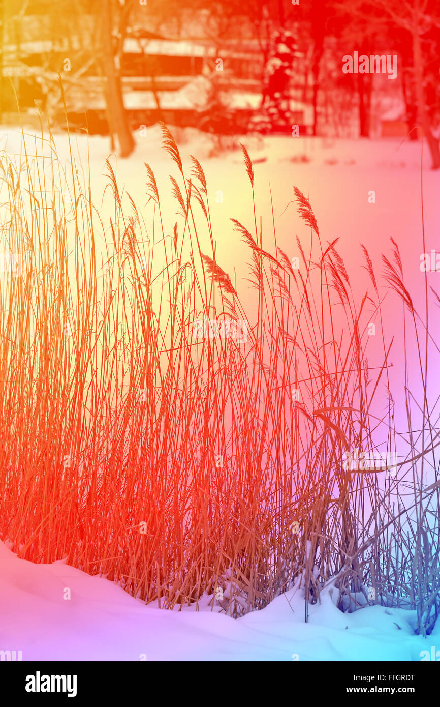 Wunderschönen Winterwald beschneit mit einem farbigen Hintergrund Stockfoto