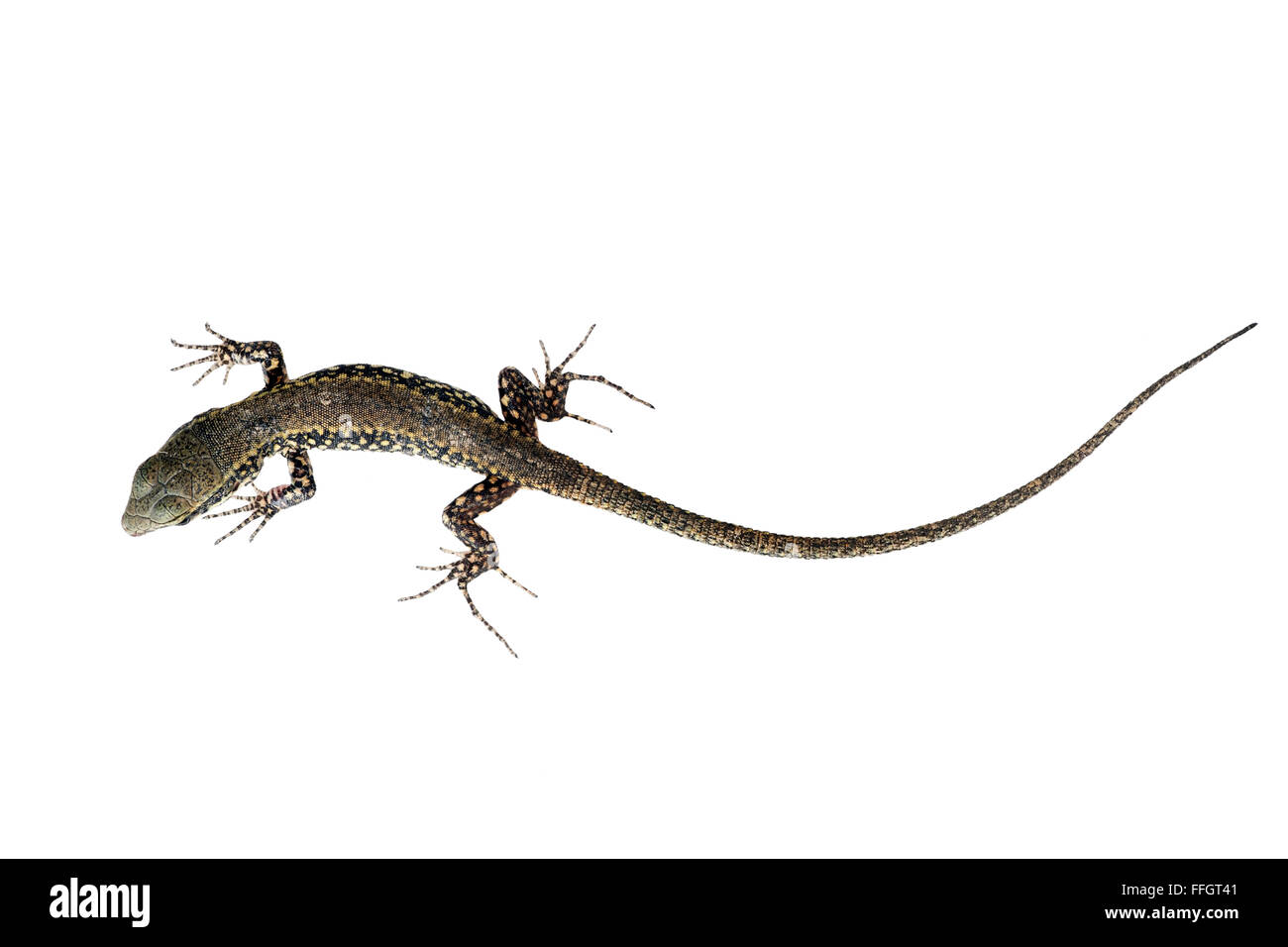 Gemeinsamen Mauereidechse isoliert auf weiss. Podarcis Muralis. Europa. Stockfoto