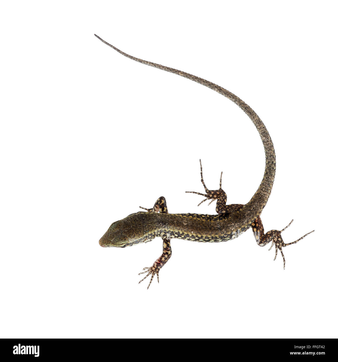 Podarcis Muralis. Mauereidechse. Nächster Nähe erschossen. Stockfoto