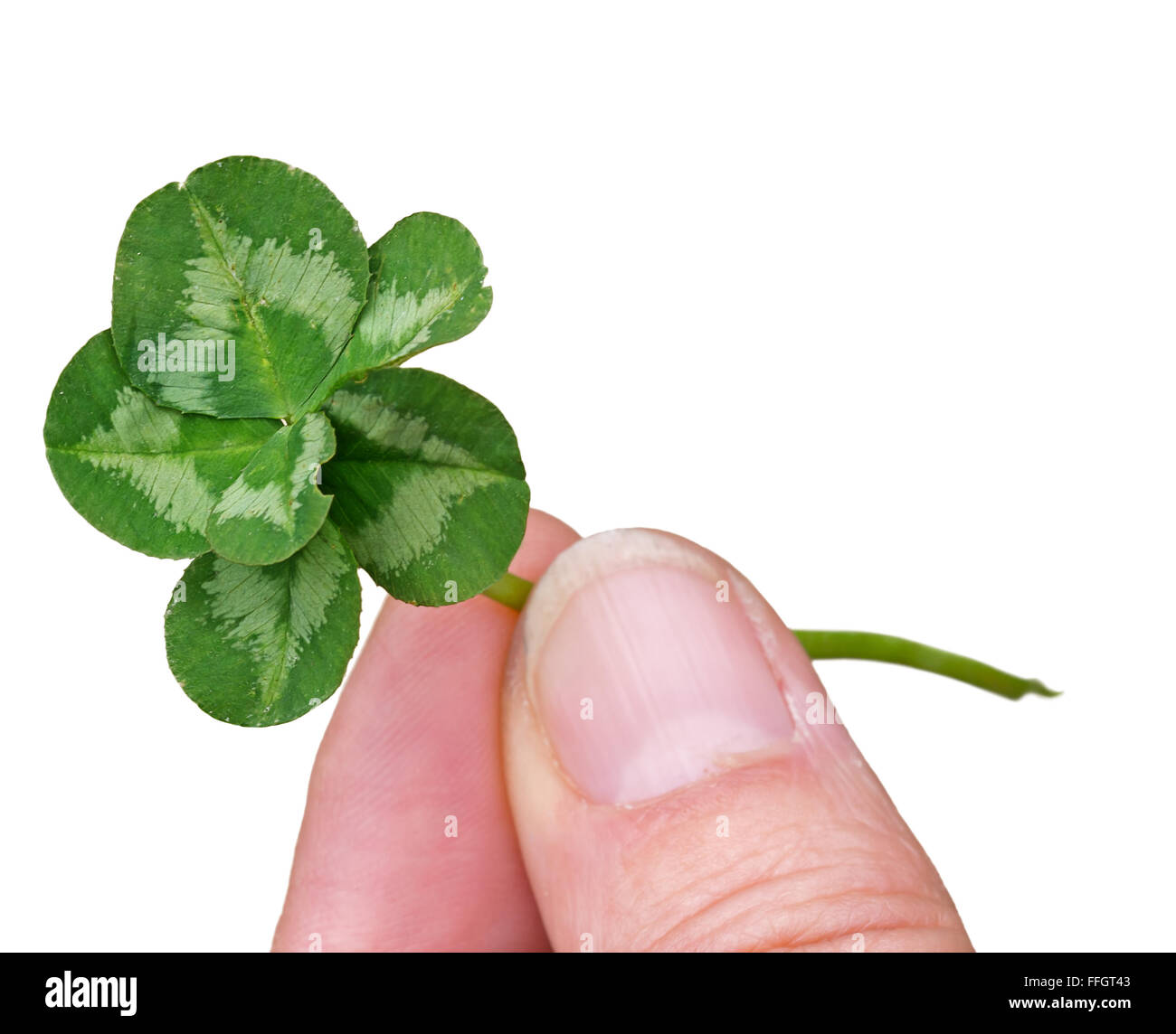 Echte sechs Kleeblatt. Viel Glück? Stockfoto