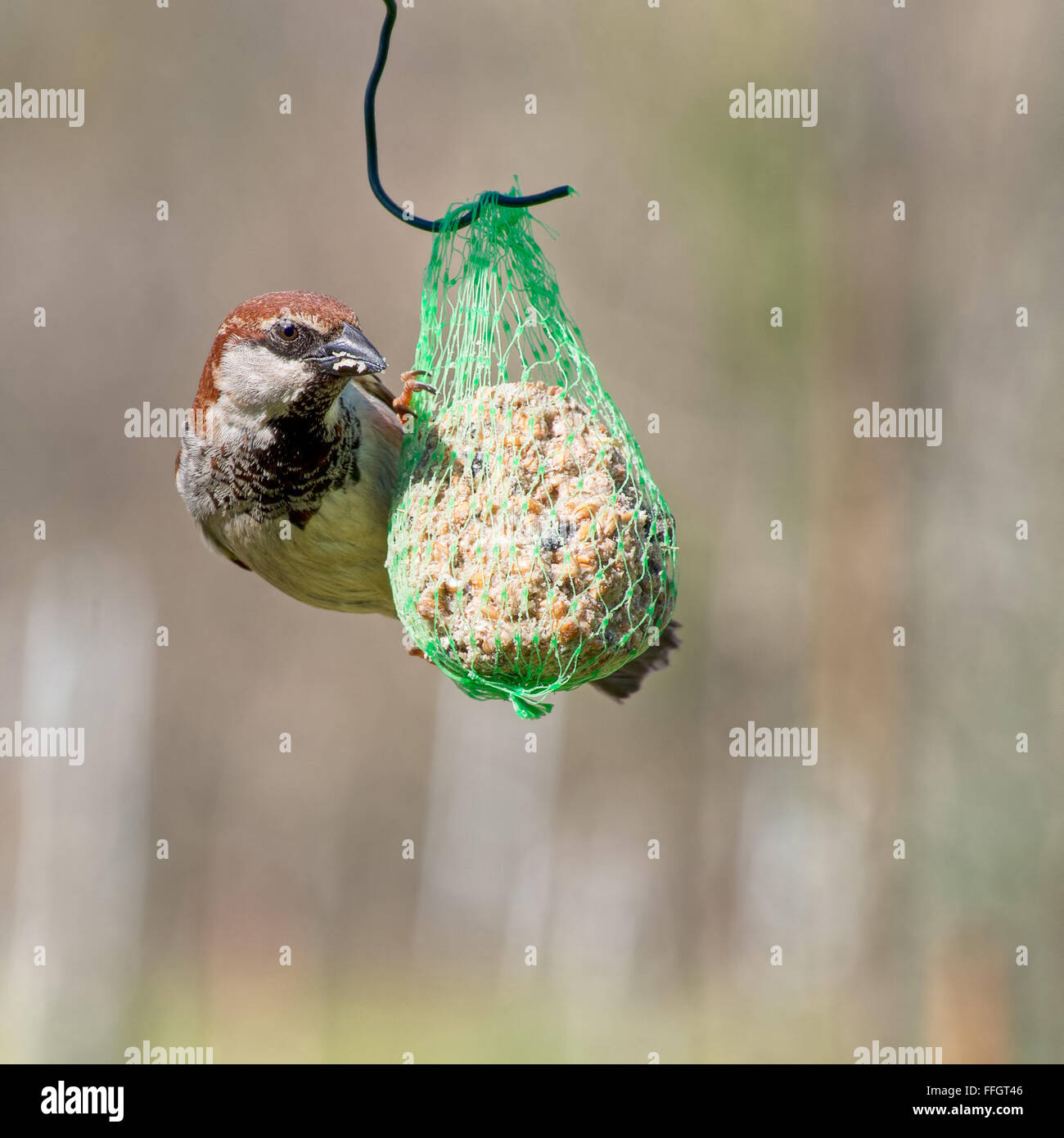 Männliche Spatz, Vogel, balancieren auf Fette Kugel. Stockfoto