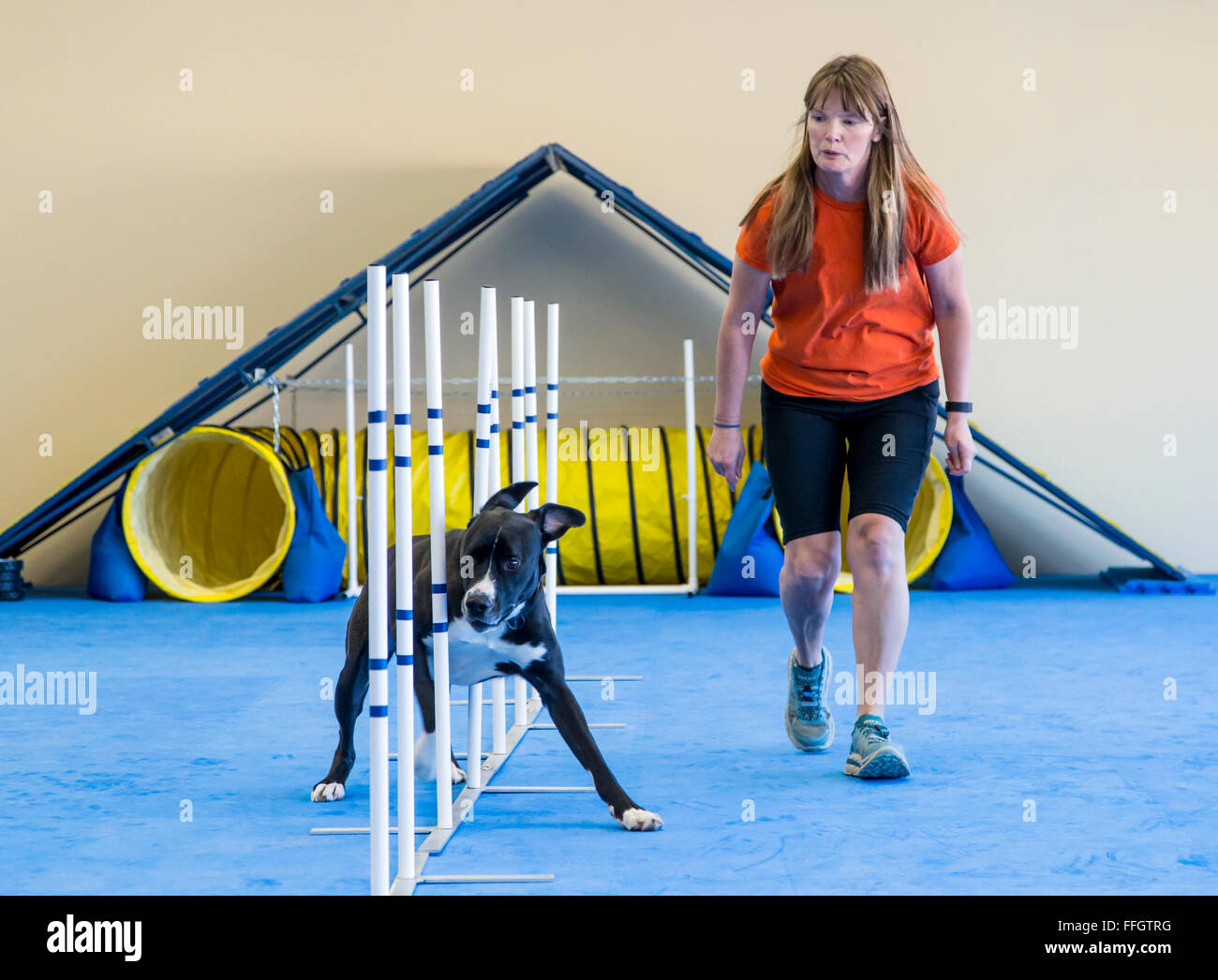 Professionelle Hündin Handler Ausbildung Hund Slalom-Parcours durchlaufen Stockfoto