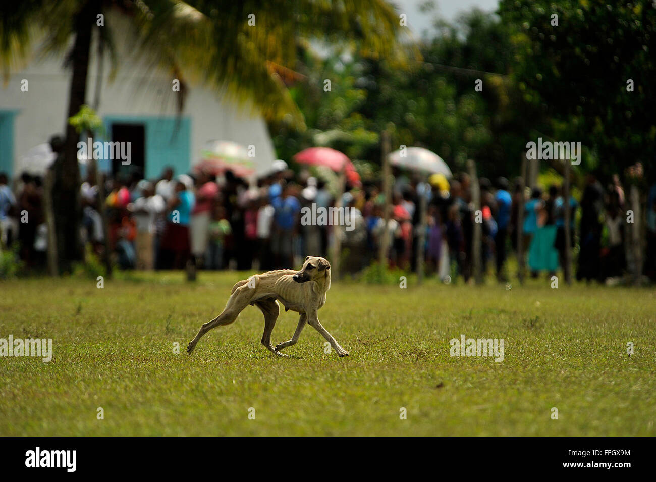 Ein Hund läuft über ein Feld als zwei UH-60 Black Hawks tragen, medizinische Versorgung, landet in dem Dorf Wawina, Honduras. Stockfoto