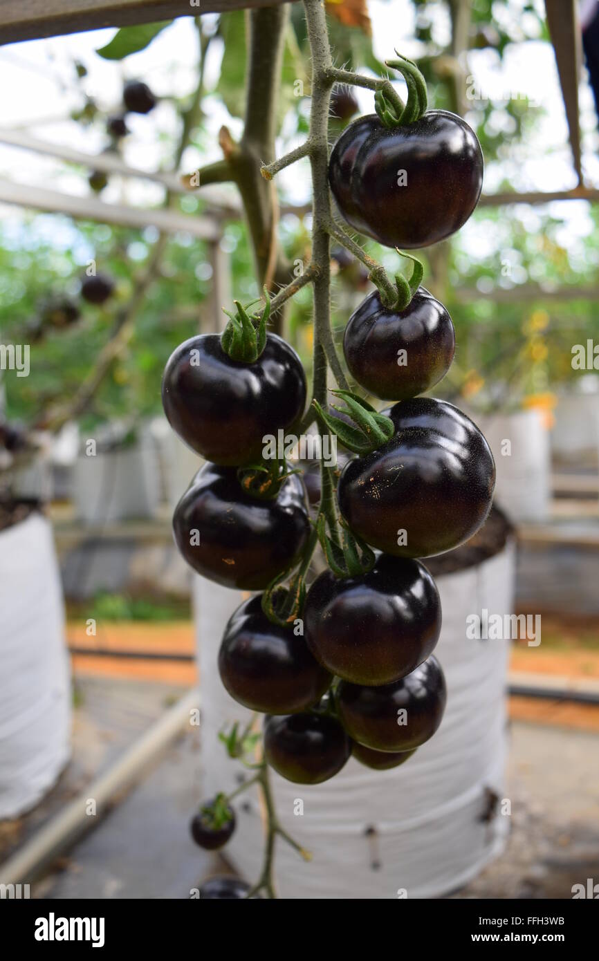 schwarze Tomaten im Gewächshaus Stockfoto