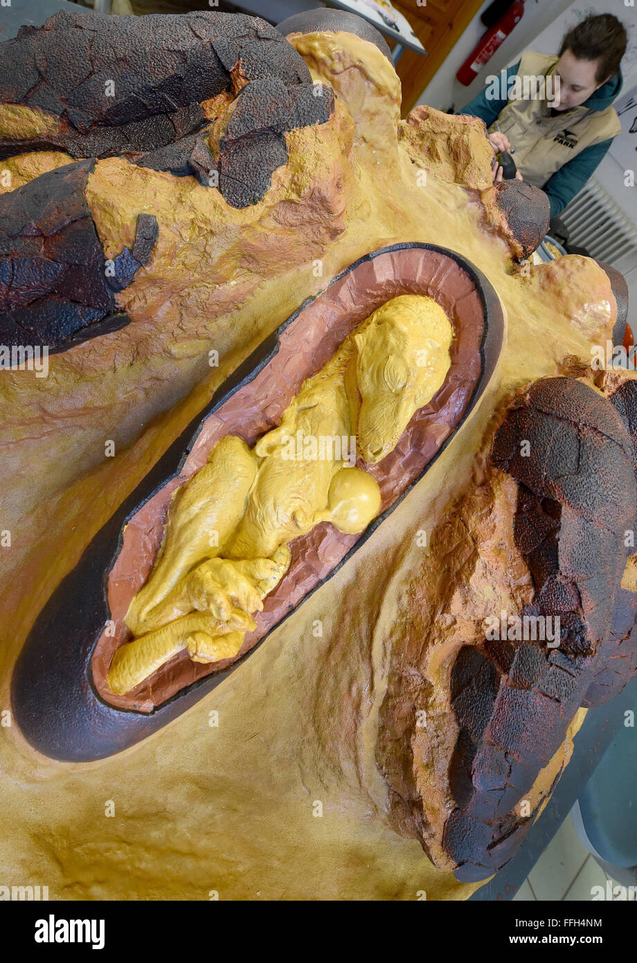 Muenchehagen, Deutschland. 11. Februar 2016. Die Replikation eines Embryos von Oviraptor Dinosaurier wird für die Dinosaurier-Ausstellung im Dinopark in Muenchehagen, Deutschland, 11. Februar 2016 vorgestellt. Die Ausstellung zeigt Einblicke in das Familienleben der Dinosaurier, darunter seltene Dinosaurier Baby Fossilien und ihren Platz finden. Foto: HOLGER HOLLEMANN/Dpa/Alamy Live News Stockfoto