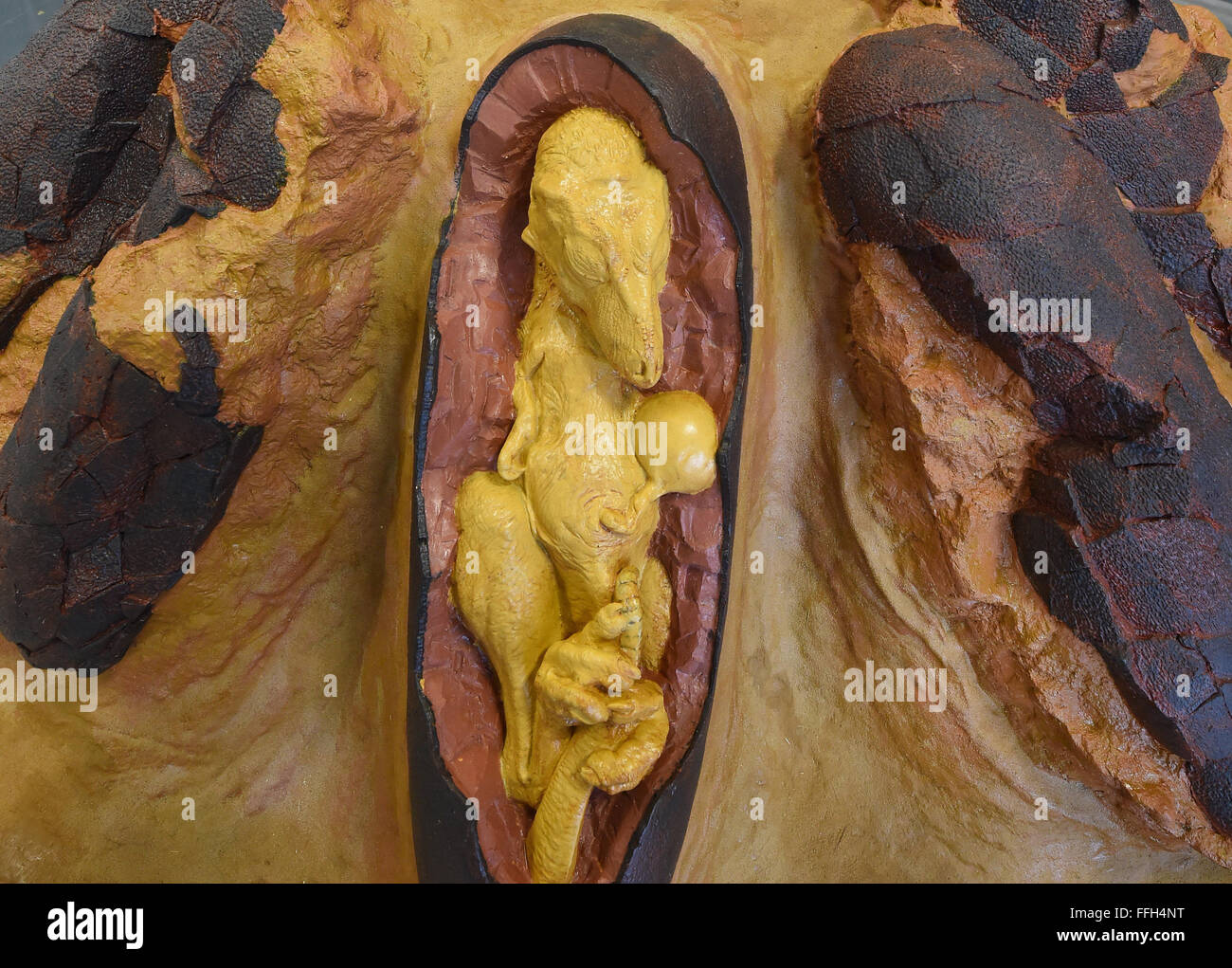 Muenchehagen, Deutschland. 11. Februar 2016. Die Replikation eines Embryos von Oviraptor Dinosaurier wird für die Dinosaurier-Ausstellung im Dinopark in Muenchehagen, Deutschland, 11. Februar 2016 vorgestellt. Die Ausstellung zeigt Einblicke in das Familienleben der Dinosaurier, darunter seltene Dinosaurier Baby Fossilien und ihren Platz finden. Foto: HOLGER HOLLEMANN/Dpa/Alamy Live News Stockfoto