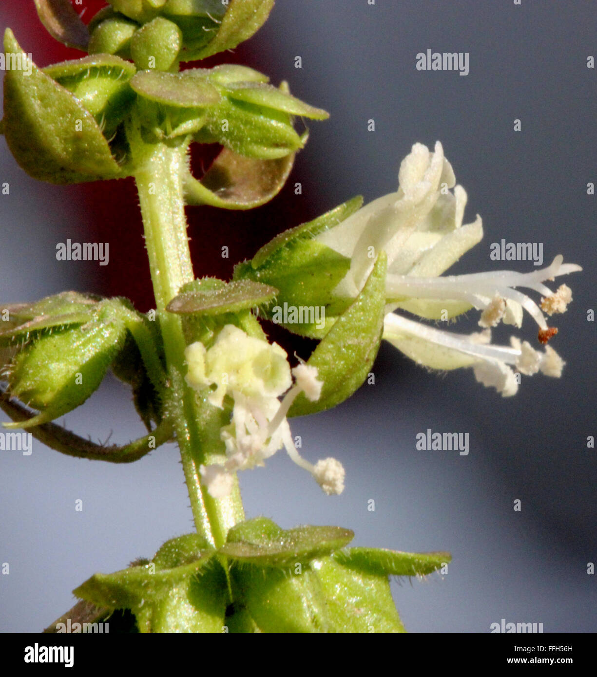 Ocimum Basilicum, Basilikum, kultiviert Kraut mit gegenüberliegenden Blätter, Stängel 4-Winkeln und kleinen weißen Blüten, Küchenkraut Stockfoto