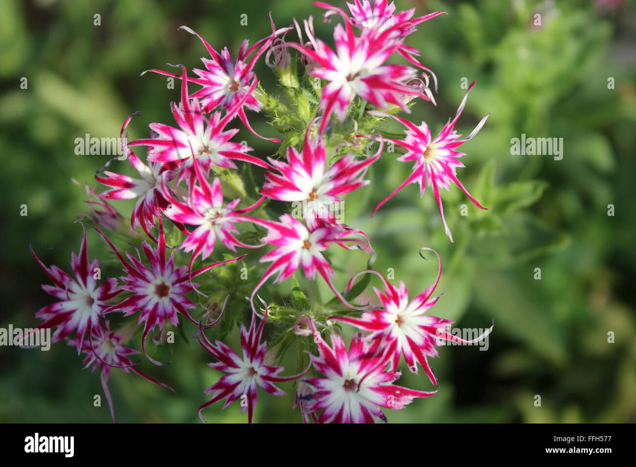 Phlox Drummondii Cuspidata "Twinkle Star", wies Sorte mit sternförmigen Blüten mit zweifarbige verengten Kronzipfel Stockfoto