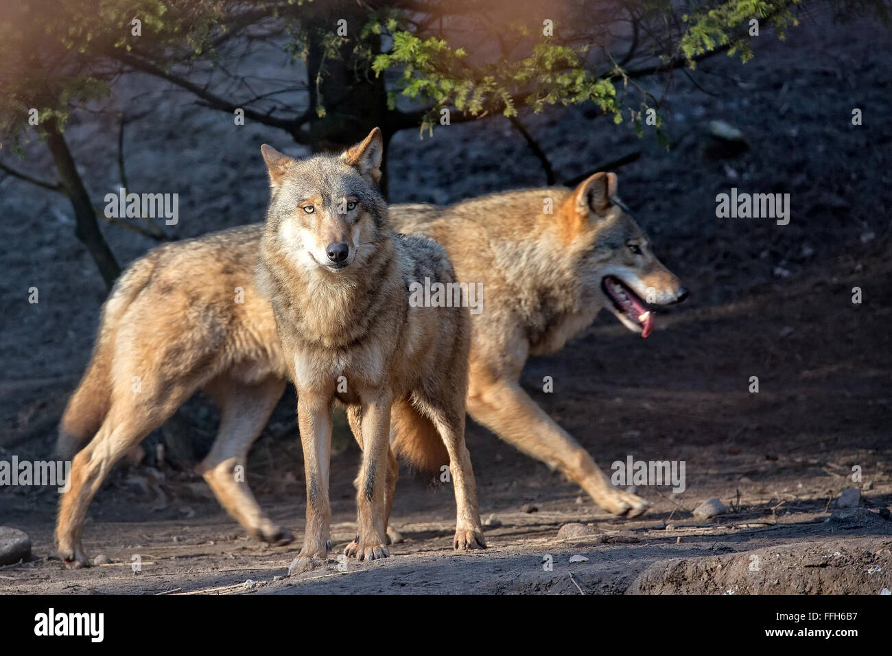 Wölfe in freier Wildbahn Stockfoto